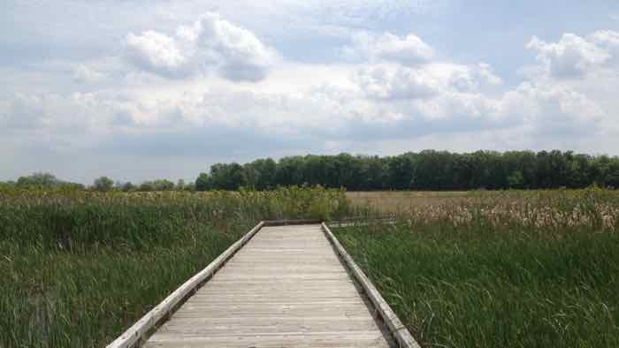 An elevated section of trail going through prairie on the Harrier Loop at Battelle Darby Creek Metro Park