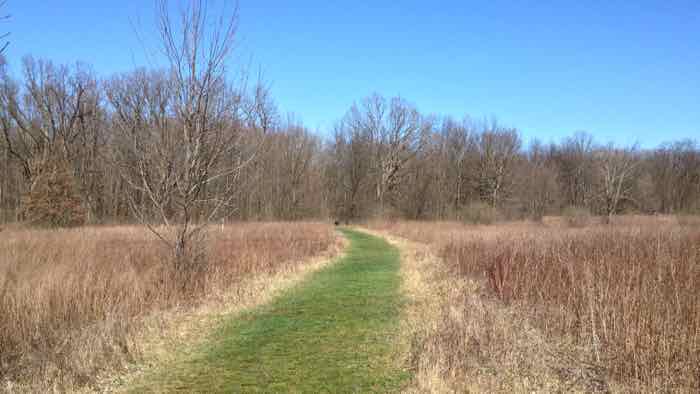 A grass trail going through a field on the Goldenrod Trail at Blendon Woods Metro Park